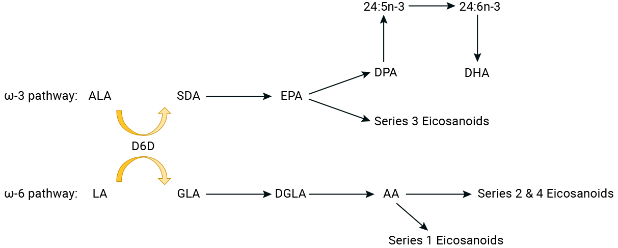 Omega-3_Conversion-Pathway.png