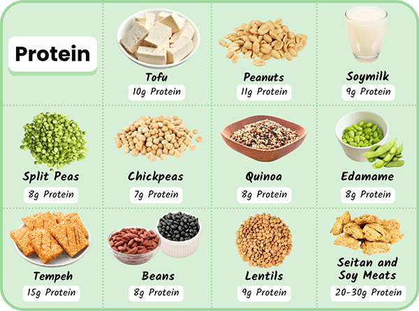 Typical high-protein vegan foods: tofu 10 g, peanuts 11 g, soymilk 9 g, split peas 8 g, chickpeas 7 g, quinoa 8 g, edamame 8 g, tempeh 15 g, beans 8 g, lentils 9 g, seitan and soy meats 20–30 g protein per serving