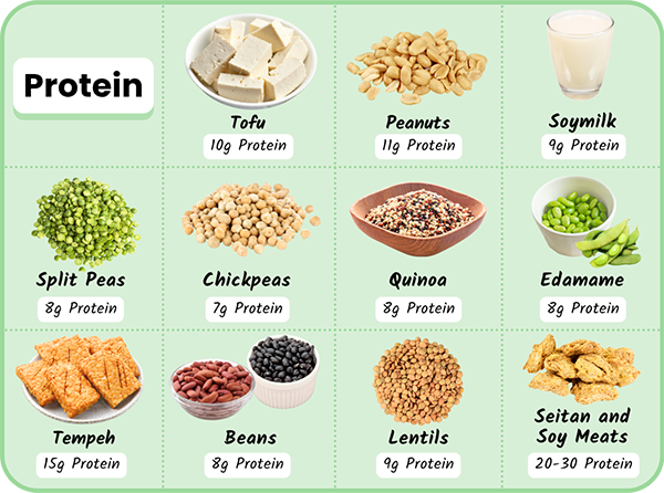 Typical high-protein vegan foods: tofu 10g, peanuts 11g, soymilk 9g, split peas 8g, chickpeas 7g, quinoa 8g, edamame 8g, tempeh 15g, beans 8g, lentils 9g, seitan and soy meats 20&ndash;30g protein per serving