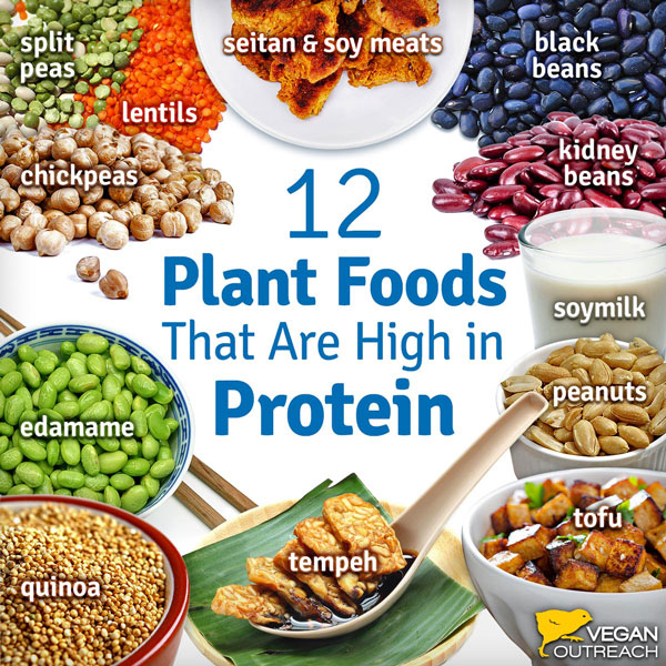 High Protein Diet Chart For Vegetarian